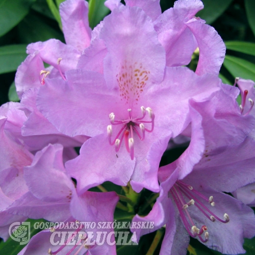 Catawbiense Grandiflorum - różanecznik wielkokwiatowy - Catawbiense Grandiflorum - Rhododendron