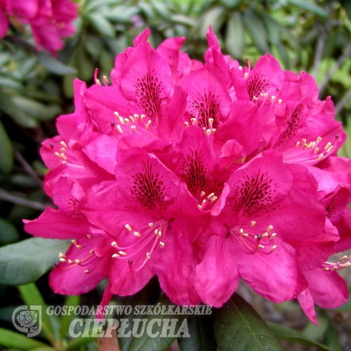 Nova Zembla - Rhododendron Hybride - Nova Zembla - Rhododendron hybridum
