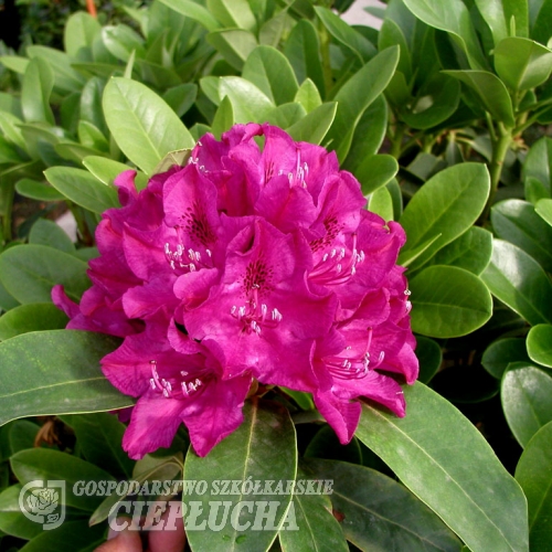 Old Port - Рододендрон гибридный - Old Port - Rhododendron hybridum