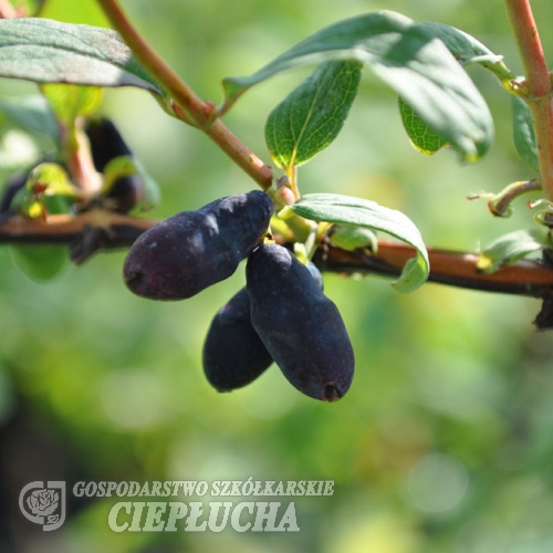 Lonicera kamtschatica 'T5' - Blue Honeysuckle- Haskap - Lonicera kamtschatica 'T5'