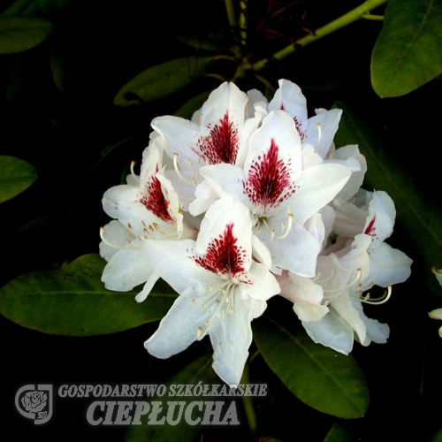 Schneeauge - Rhododendron hybrid - Schneeauge - Rhododendron hybridum