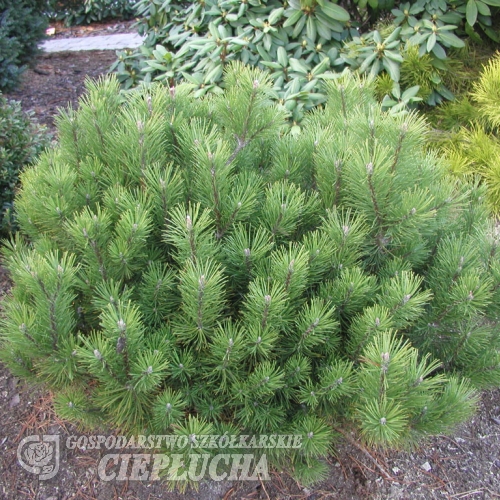 Pinus mugo var. pumilio - kosodrzewina - Pinus mugo var. pumilio