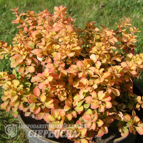 Berberis thunbergii 'Goldalita'- berberys Thunberga - Berberis thunbergii 'Goldalita'