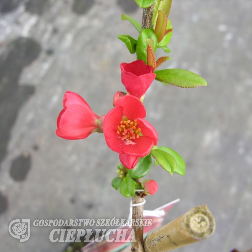 Chaenomeles x superba 'Crimson and Gold'- Japanese quince - Chaenomeles x superba 'Crimson and Gold'