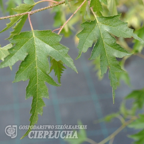 Betula pendula 'Dalecarlica - Swedish Birch - Betula pendula 'Dalecarlica'
