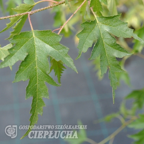 Betula pendula 'Dalecarlica' - Hänge-Birke - Betula pendula 'Dalecarlica'