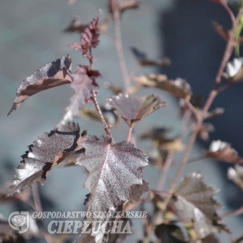 Betula pendula 'Royal Frost' - Hänge-Birke ; Weiß-Birke  ; Sand-Birke - Betula pendula 'Royal Frost'