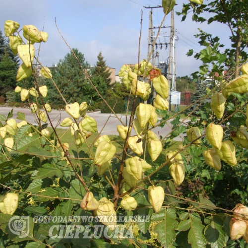 Koelreuteria paniculata - roztrzeplin wiechowaty ; mydleniec wiechowaty - Koelreuteria paniculata