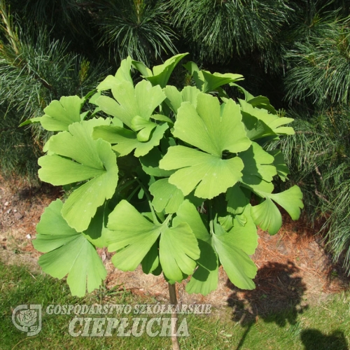 Ginkgo biloba 'Mariken' - Fächerblattbaum ; Ginkgobaum - Ginkgo biloba 'Mariken'