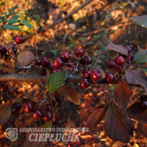 Cotoneaster dielsianus - irga Dielsa - Cotoneaster dielsianus