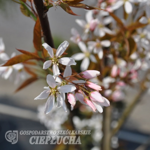Amelanchier arborea Robin Hill - Ирга древовидная - Amelanchier arborea Robin Hill