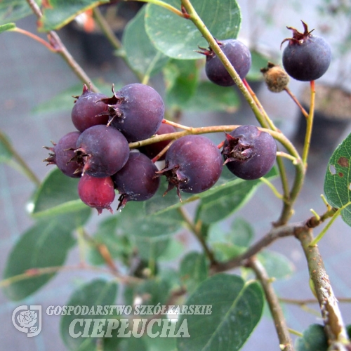 Amelanchier bartramiana Eskimo - Felsenbirne - Amelanchier bartramiana Eskimo