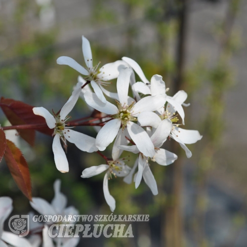 Amelanchier laevis Snowflakes - Felsenbirne - Amelanchier laevis Snowflakes