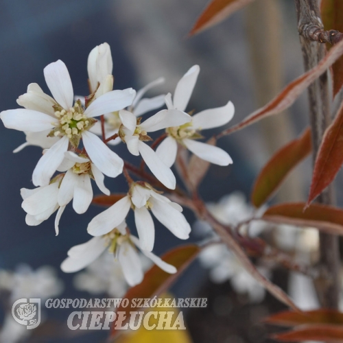 Amelanchier x grandiflora - świdośliwa wielkokwiatowa - Amelanchier x grandiflora  ; A. arborea x  A. laevis