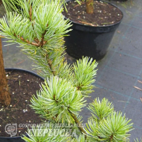 Pinus parviflora 'Tempelhof' - Cосна мелкоцветковая - Pinus parviflora 'Tempelhof'