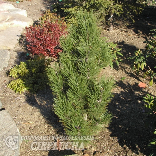 Pinus heldreichii 'Horak' - sosna bośniacka - Pinus heldreichii 'Horak' -  Pinus leucodermis