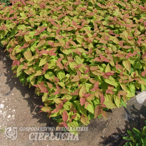 Spiraea japonica 'Macrophylla'- tawuła japońska - Spiraea japonica 'Macrophylla'