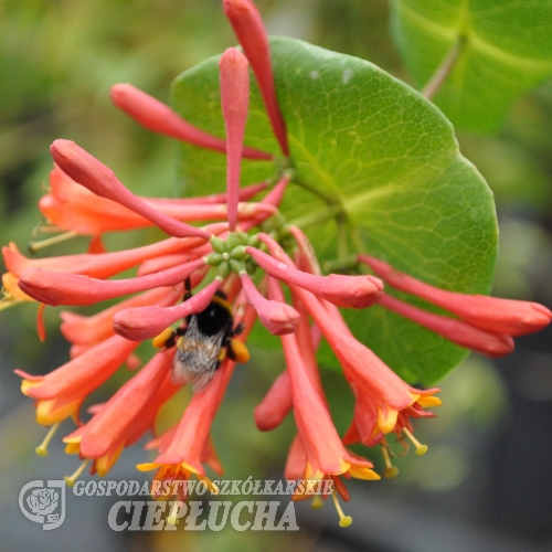 Lonicera brownii 'Dropmore Scarlet'- Wiciokrzew Browna - Lonicera brownii 'Dropmore Scarlet'