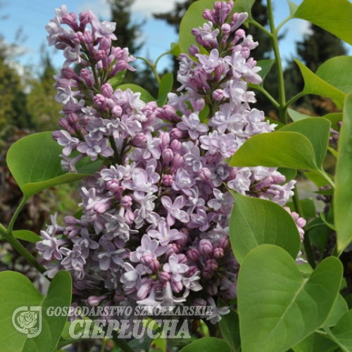 Syringa vulgaris 'Charles Joly' - Lilak pospolity - Syringa vulgaris 'Charles Joly'