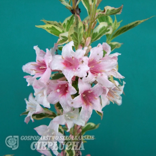 Weigela florida 'Nana Variegata'- Zwerg Weigelie - Weigela florida 'Nana Variegata'