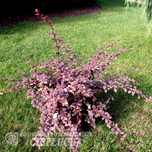 Berberis thunbergii 'Dart's Red Lady'- berberys Thunberga - Berberis thunbergii 'Darts Red Lady'