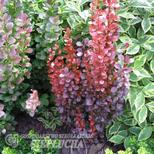 Berberis thunbergii 'Helmond Pillar' -Барбарис Тунберга - Berberis thunbergii 'Helmond Pillar'