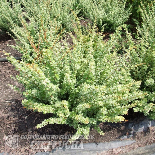 Berberis thunbergii 'Kelleris' - Thunbergs Berberitze - Berberis thunbergii 'Kelleris'