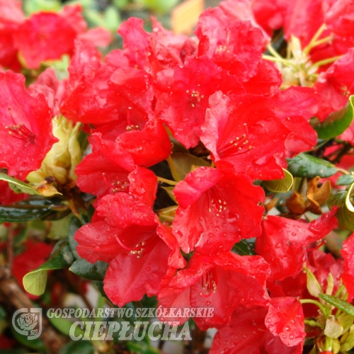 Elizabeth Hobbie - Рододендрон Ползучий - Elizabeth Hobbie - Rhododendron repens