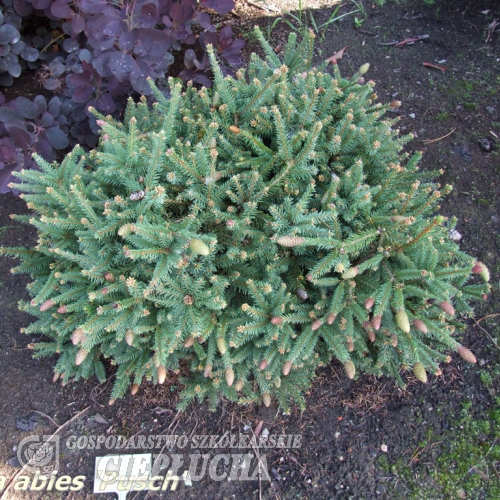 Picea abies 'Pusch' - Gemeine Fichte - Picea abies 'Pusch'