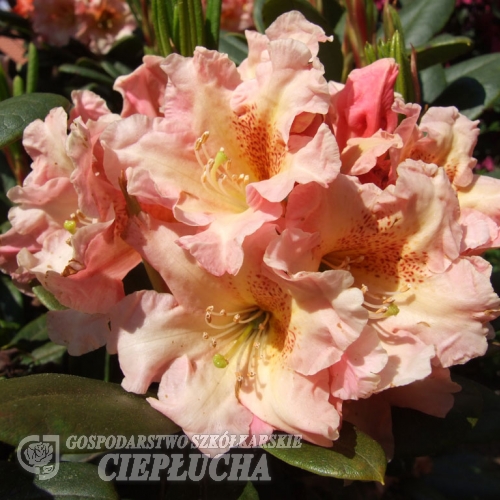 Flautando - fauriei-hybr. - Rhododendron hybrid - Flautando - Rhododendron hybridum