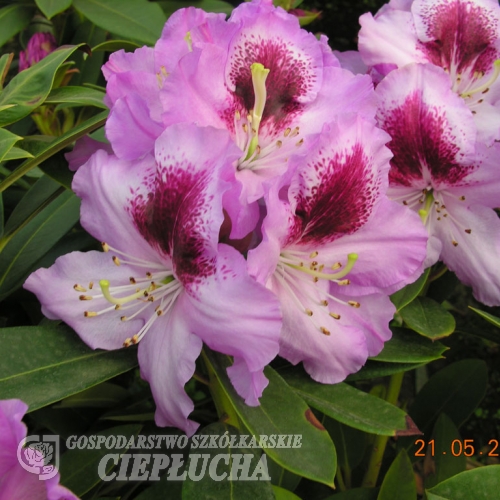 Pfauenauge - Rhododendron hybrid - Pfauenauge - Rhododendron hybridum