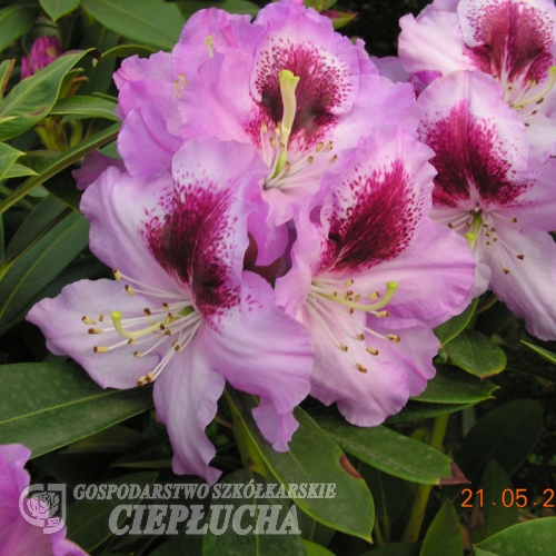 Pfauenauge - Rhododendron Hybride - Pfauenauge - Rhododendron hybridum