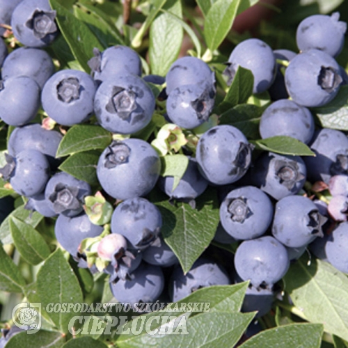 North Country - Kulturheidelbeere - North Country - Vaccinium angustifolium x Vaccinium corymbosum