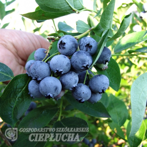 Bluejay - Highbush blueberry - Bluejay - Vaccinium corymbosum