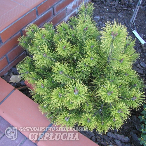 Pinus mugo 'Ophir' - Cосна горная - Pinus mugo 'Ophir'