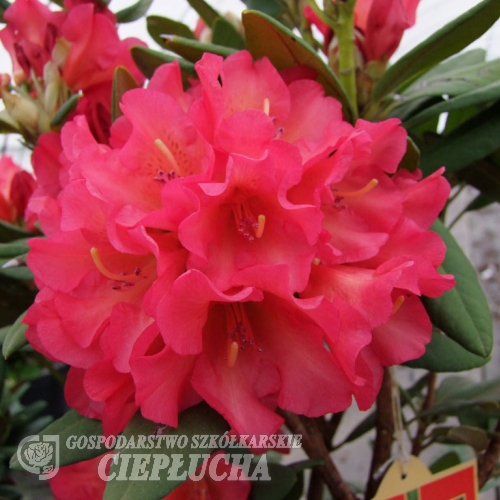 Abendsonne - Rhododendron hybrid - Abendsonne - Rhododendron hybridum