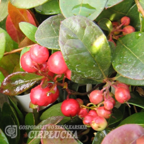 Gaultheria procumbens 'Red Baron' - golteria rozesłana - Gaultheria procumbens 'Red Baron'