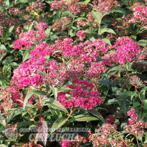 Spiraea japonica 'Anthony Waterer'- Japanischer Spierstrauch ; Zwergspiere ; Rote Sommer Spiere - Spiraea japonica 'Anthony Waterer'