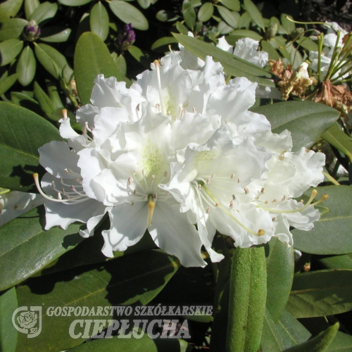 Boule de Neige - Рододендрон гибридный - Boule de Neige - Rhododendron hybridum