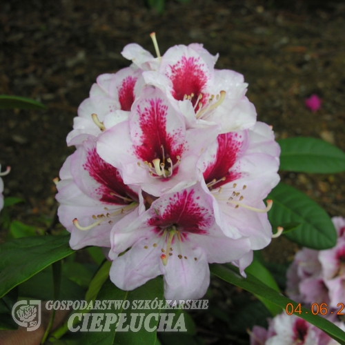 Cassata - Рододендрон гибридный - Cassata - Rhododendron hybridum