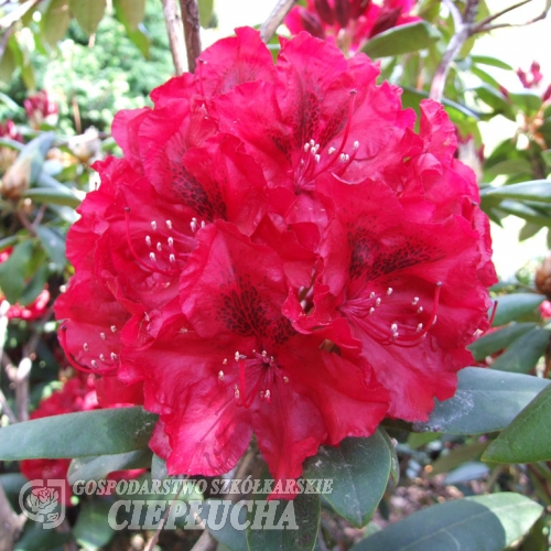 Erato - różanecznik wielkokwiatowy - Erato - Rhododendron hybridum