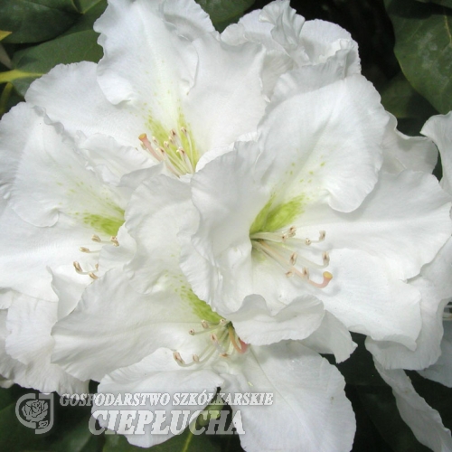 Eskimo - Rhododendron Hybride - Eskimo - Rhododendron hybridum