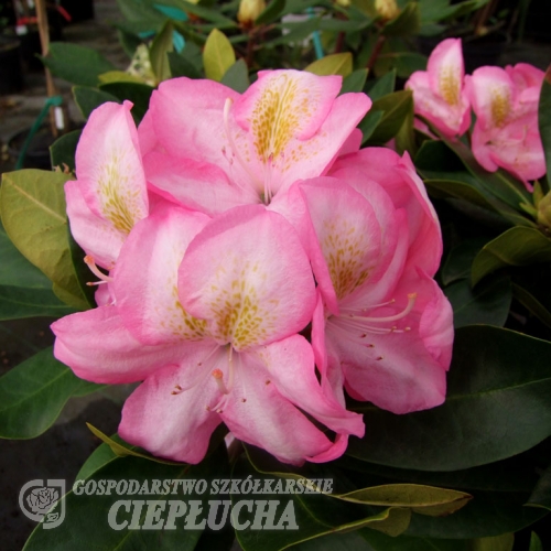Arkadius fortunei - Рододендрон гибридный - Arkadius fortunei - Rhododendron hybridum