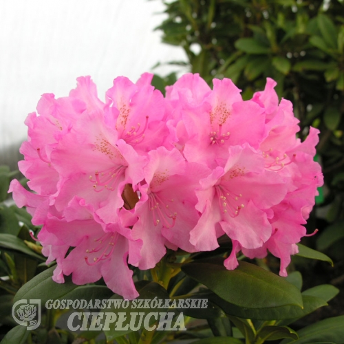 Kalinka - Różanecznik jakuszimański - Kalinka - Rhododendron yakushimanum