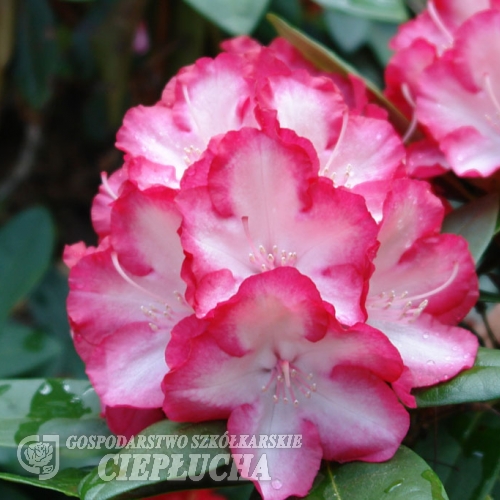 Ann Lindsay - Rhododendron hybrid - Ann Lindsay - Rhododendron hybridum