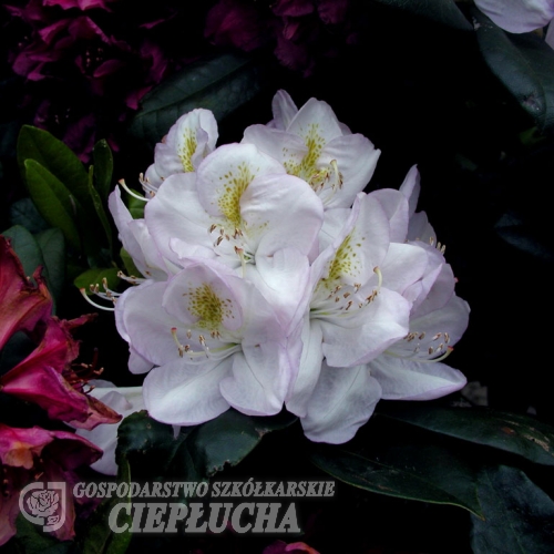 Gomer Waterer - różanecznik wielkokwiatowy - Gomer Waterer - Rhododendron hybridum