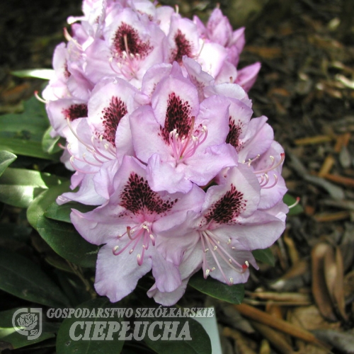 Humboldt - Rhododendron Hybride - Humboldt - Rhododendron hybridum