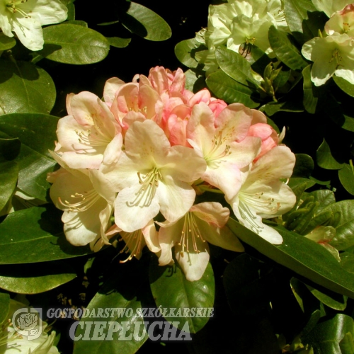 Lachsgold - różanecznik wielkokwiatowy - Lachsgold - Rhododendron hybridum