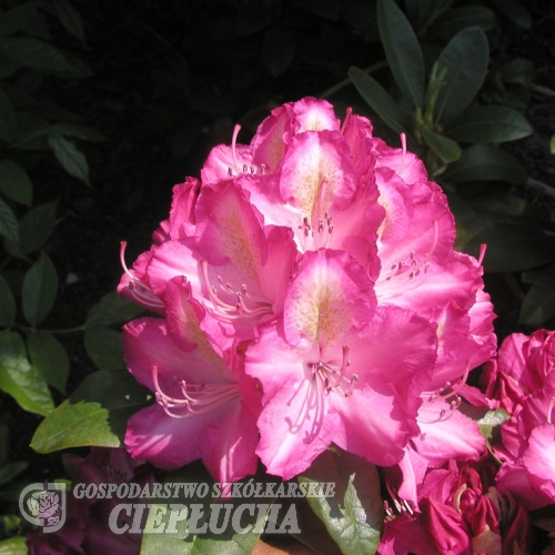 Lausitz - Рододендрон гибридный - Lausitz - Rhododendron hybridum