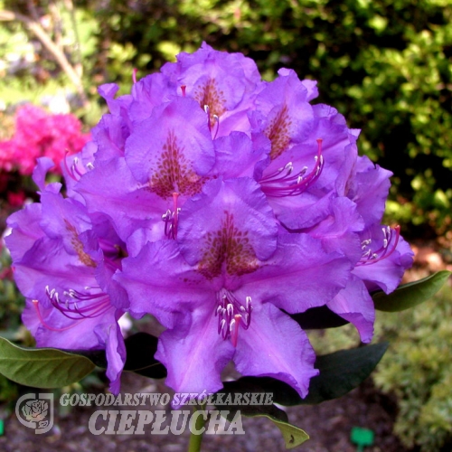 Lee's Dark Purple - Рододендрон гибридный - Lee's Dark Purple - Rhododendron hybridum